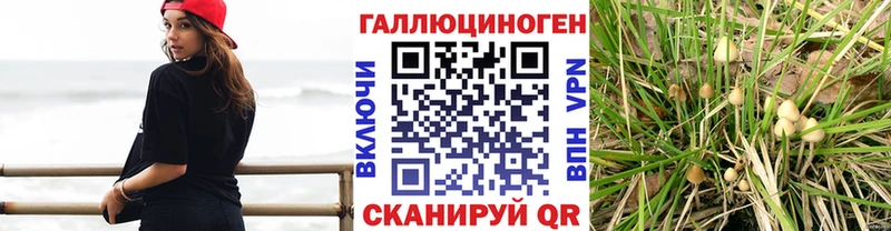 Псилоцибиновые грибы мицелий Змеиногорск